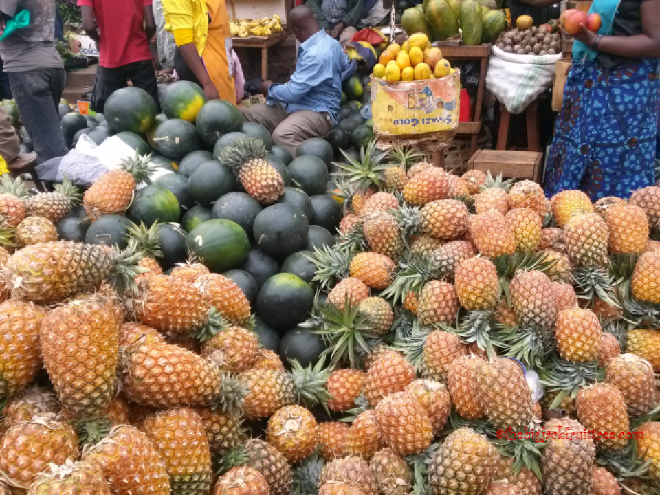 Ugandan Pineapples The Big Jackfruit Tree